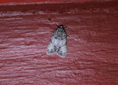 Acronicta retardata