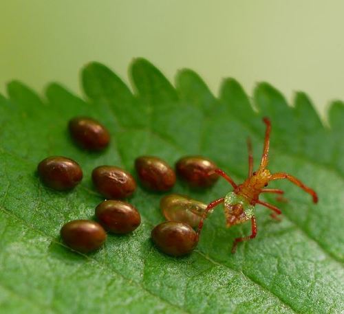 Box Bug, photo 8 of 10