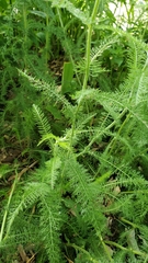 Achillea millefolium