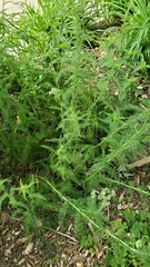 Achillea millefolium