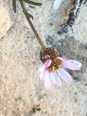 Erigeron canaani