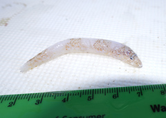 Enigmapercis reducta