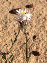 Erigeron canaani