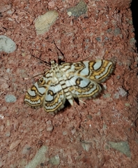 Elophila ekthlipsis