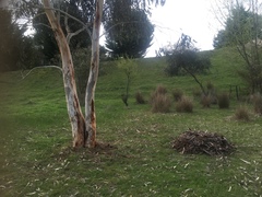 Eucalyptus pauciflora