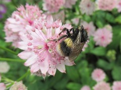 Bombus terrestris