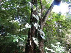 Philodendron