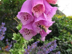 Bombus pascuorum