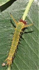 Pseudacraea lucretia tarquinea