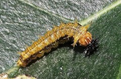 Pseudacraea lucretia tarquinea