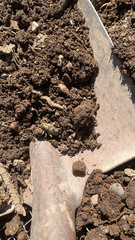 Cyphoderris