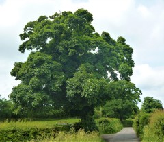 Acer pseudoplatanus