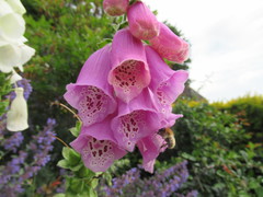 Bombus pascuorum