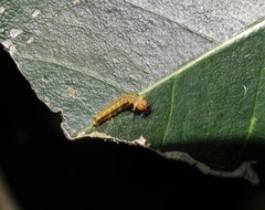 Pseudacraea lucretia tarquinea