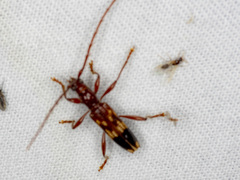 Coptocercus aberrans