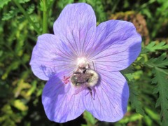 Bombus