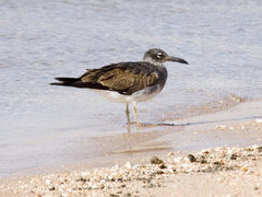 Ichthyaetus leucophthalmus