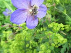 Bombus