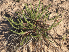 Ivesia sabulosa