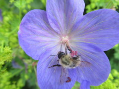 Bombus
