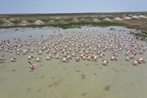Flamant rose
