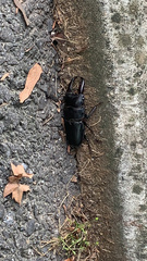 Serrognathus titanus platymelus