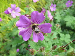 Bombus pratorum