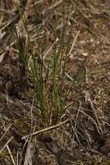 Poa angustifolia