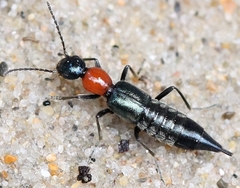 Paederidus ruficollis