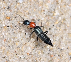 Paederidus ruficollis