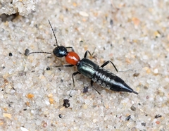 Paederidus ruficollis