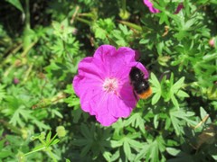 Bombus lapidarius