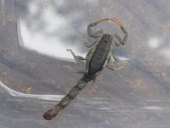 Uroplectes olivaceus