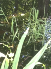 Calopteryx splendens