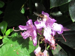 Bombus hypnorum