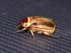 Paranomala inconstans