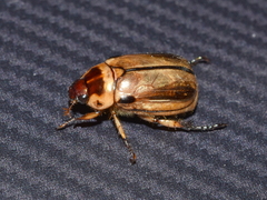 Paranomala inconstans