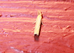 Crambus saltuellus