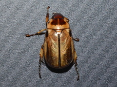 Paranomala inconstans