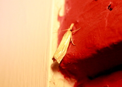 Crambus saltuellus