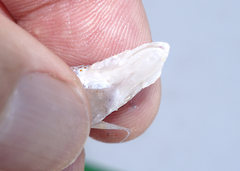 Enigmapercis reducta