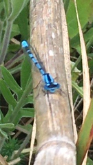 Enallagma cyathigerum