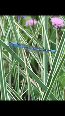 Enallagma cyathigerum