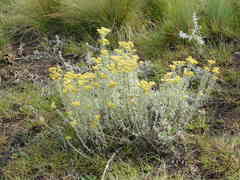 Helichrysum callicomum