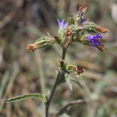 Campanula sibirica taurica
