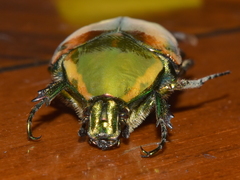 Cotinis mutabilis schaumi