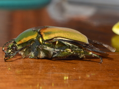 Cotinis mutabilis schaumi