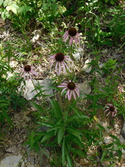 Echinacea simulata