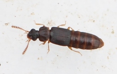 Phloeonomus