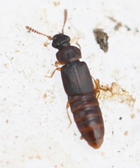Phloeonomus